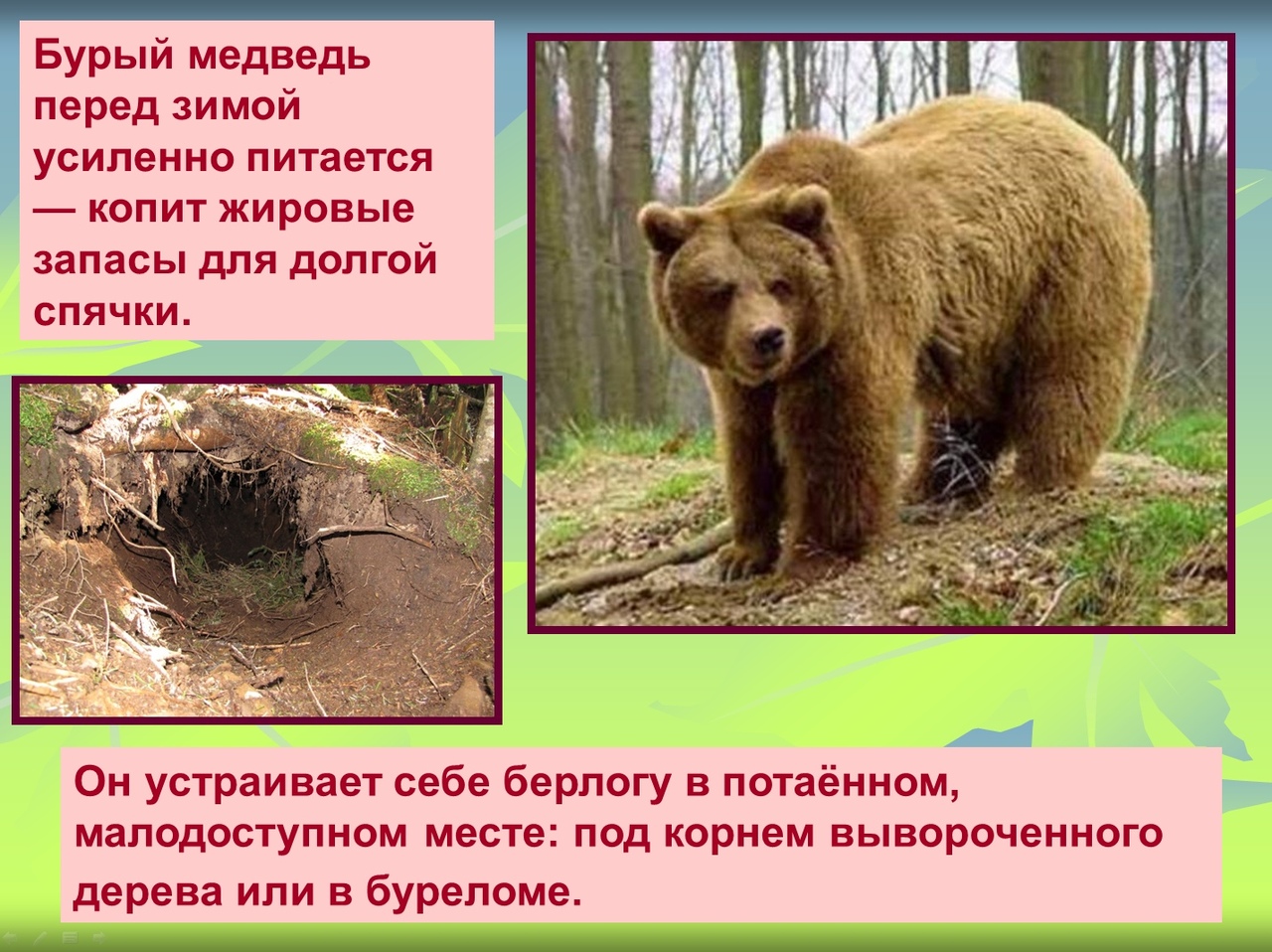Медведь готовится к зиме