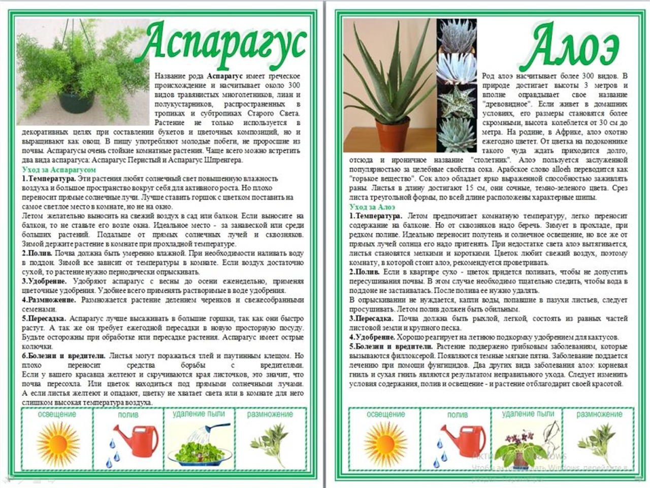 Паспорт комнатных растений в детском саду алоэ Вера
