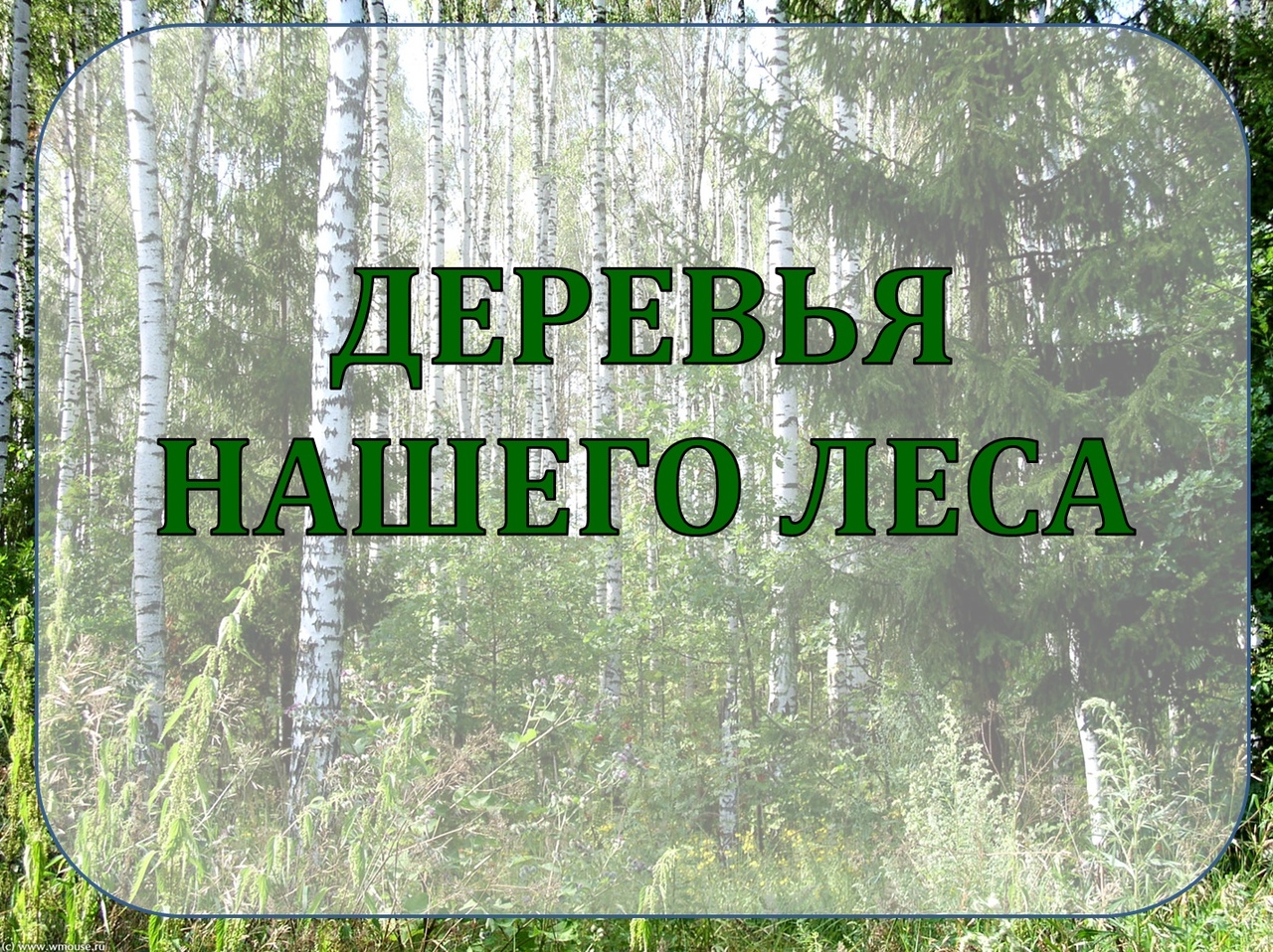 Это было в нашем лесу. Дерево для презентации. Презентация деревья нашего леса. Деревья нашего края. Деревья наших лесов.