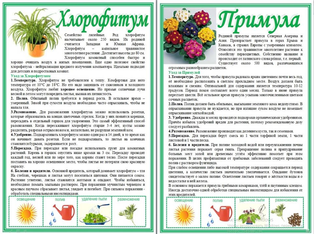 Паспорт растения хлорофитум