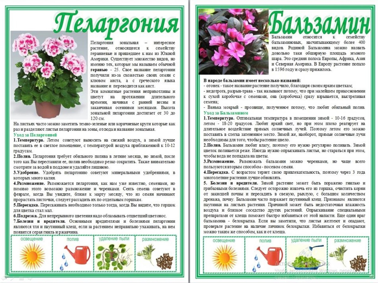 Паспорт комнатных растений герань